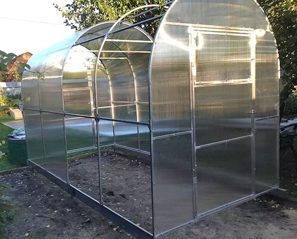 арбуз в теплице