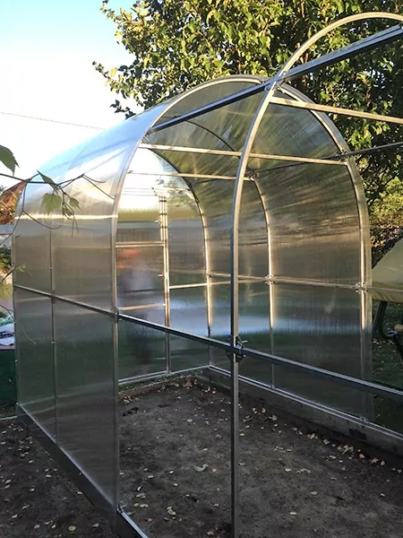 помидоры в теплице