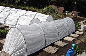 парник для рассады