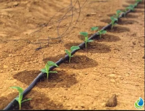 Капельная линия фото 3